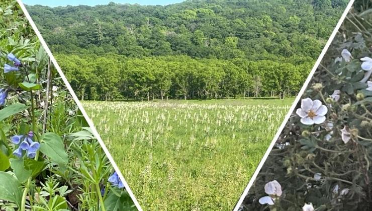 Native Prairie Hike Historic Forestville